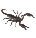 Escorpiones