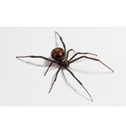 Araña