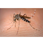 Mosquitos