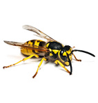Avispas