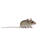 Ratones