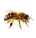 Abejas