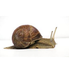 Caracol