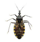 Vinchucas