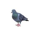 Palomas