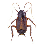 Cucarachas