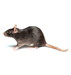 Ratas